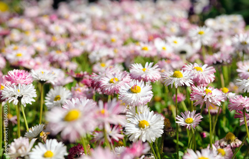 field of daisy