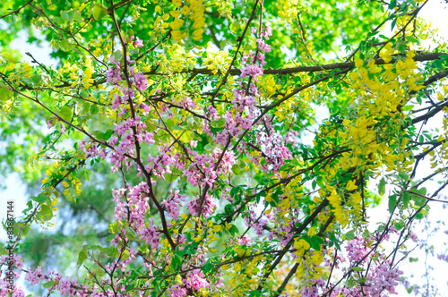 blossoming branches of tree © Vitaliy Hrabar