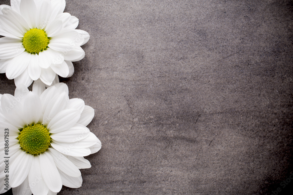 Obraz premium White flowers.