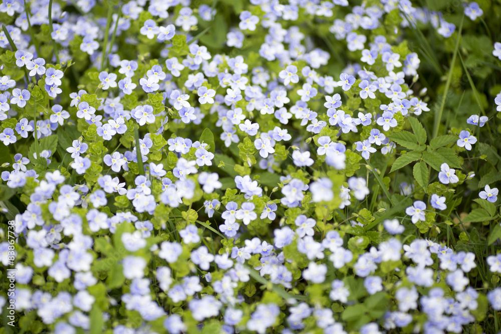Flowers. Flowers.