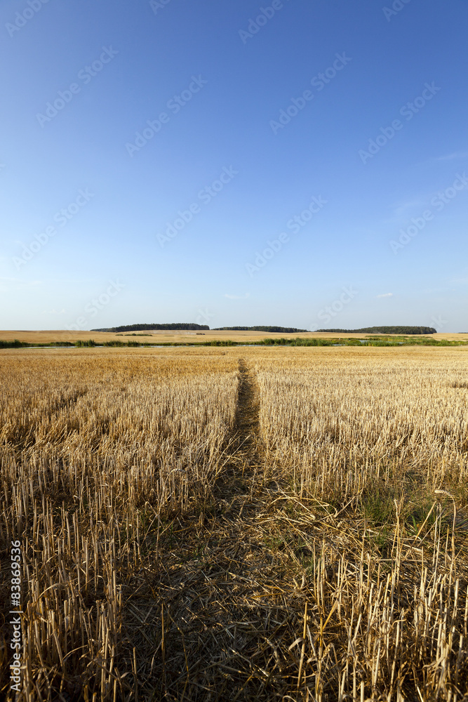 path in the agricultural field 