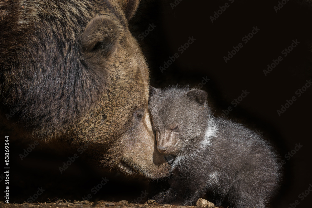 Naklejka premium brown bear - Ursus arctos