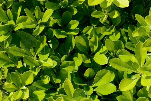 Fototapeta Naklejka Na Ścianę i Meble -  Pitosforo nano