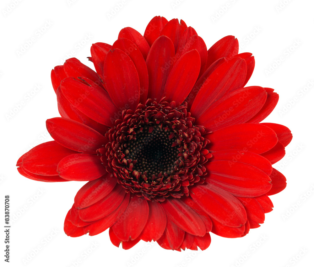 Gerbera / Beautiful gerbera isolated over a white background