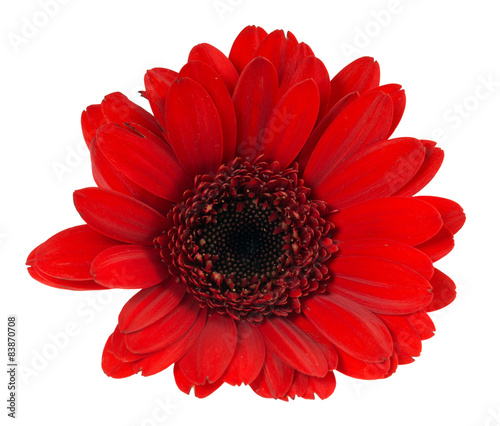 Gerbera   Beautiful gerbera isolated over a white background