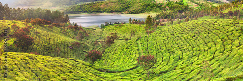 Tea Plantation in Munnar, India