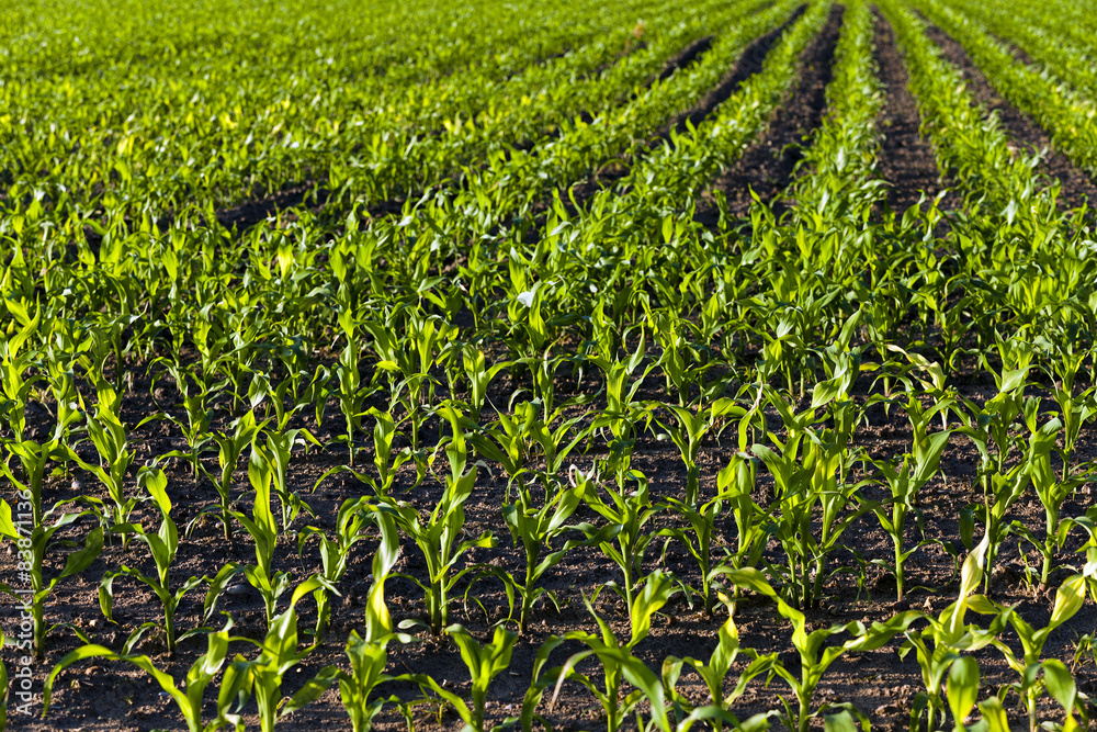 young corn young corn