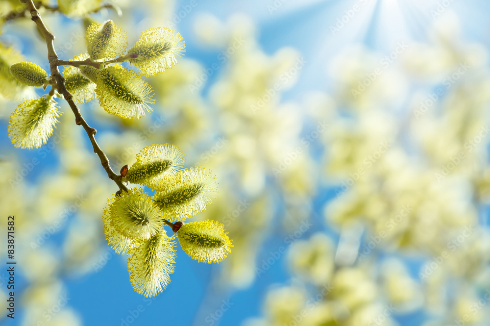 Fototapeta premium Flowering branch of willow on a background of the sunny sky