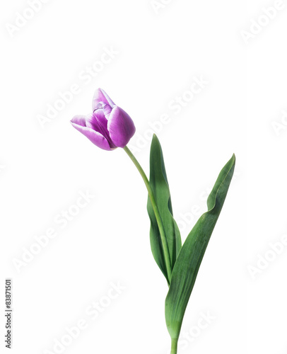 Spring pink tulip isolated on white