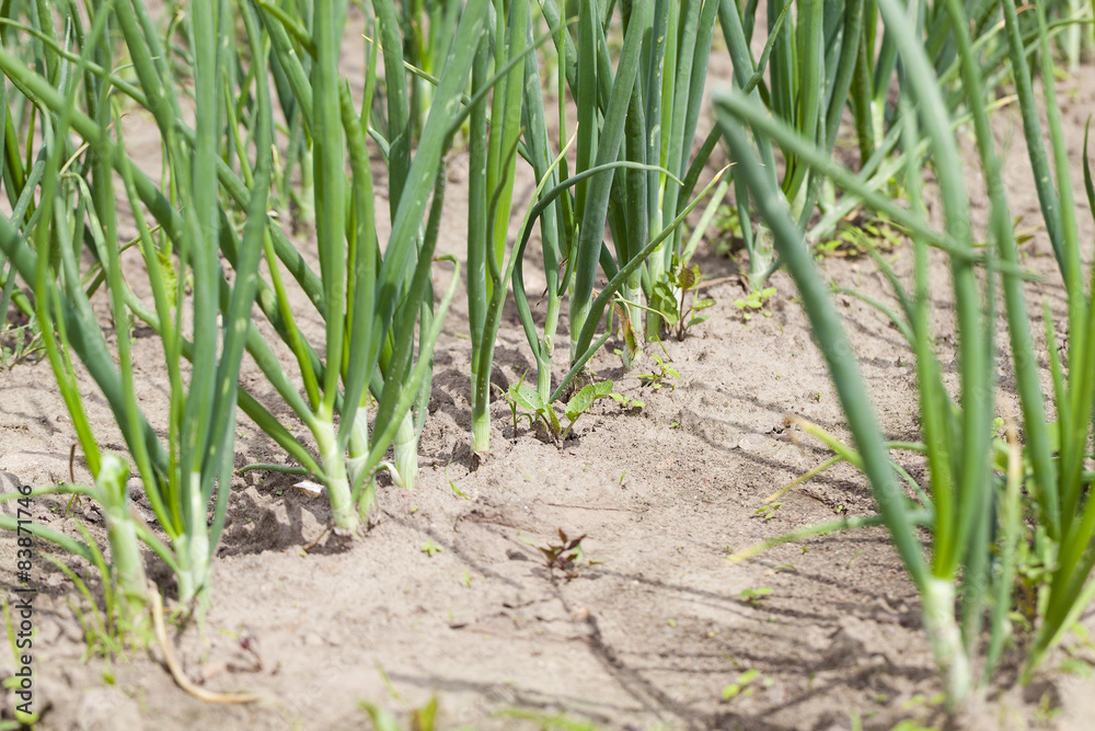 leaves leek leaves leek