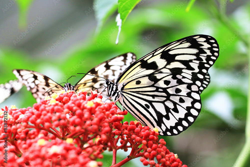 Obraz premium Large Tree Nymphs(Paper Kite,Rice Paper) butterflies and red flowers of Manila Leea,beautiful butterflies resting on the red flowers in the garden