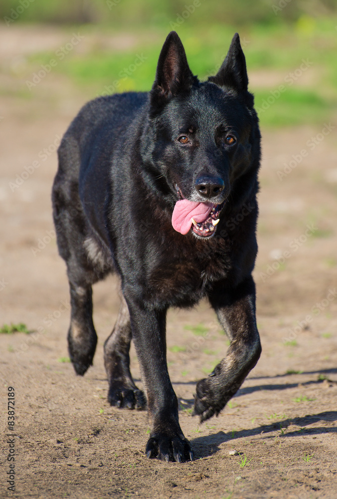 Portrait of black beautiful german shepherd outdoors.