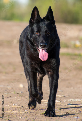 Portrait of black beautiful german shepherd outdoors.