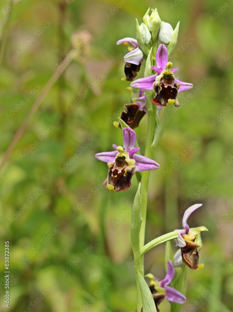 Obraz premium Hummel-Ragwurz (Ophrys holoserica) 