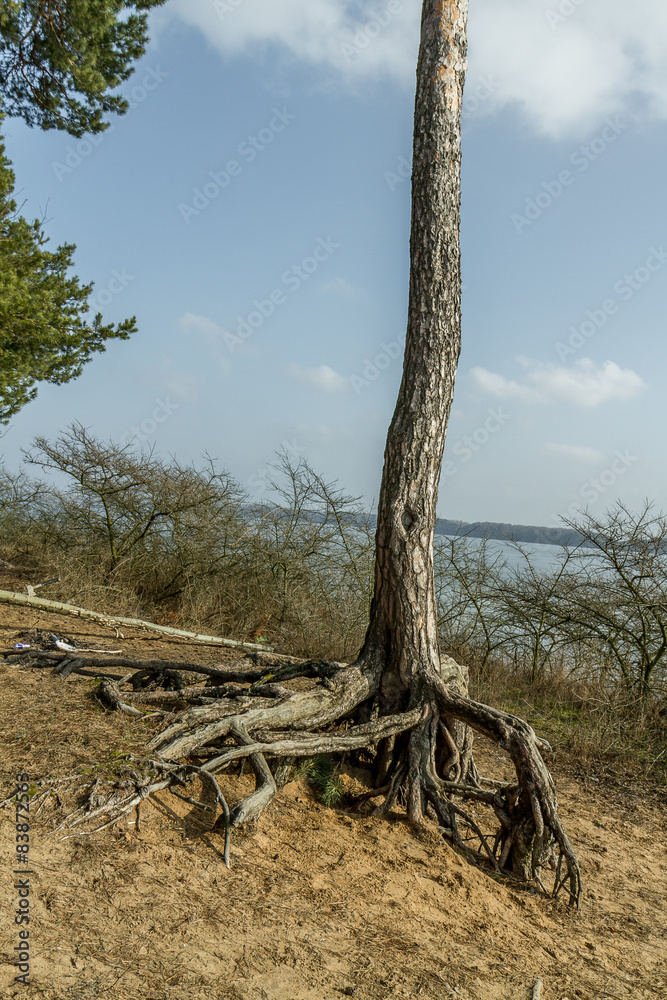 Ttree roots near the Kaunas Lagoon