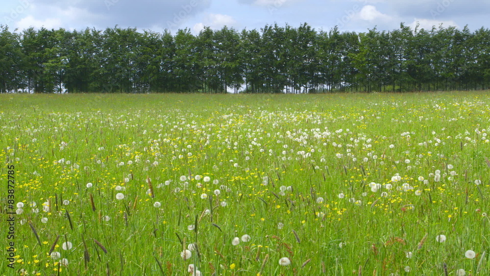 Beautiful Spring Meadow with Wildflowers