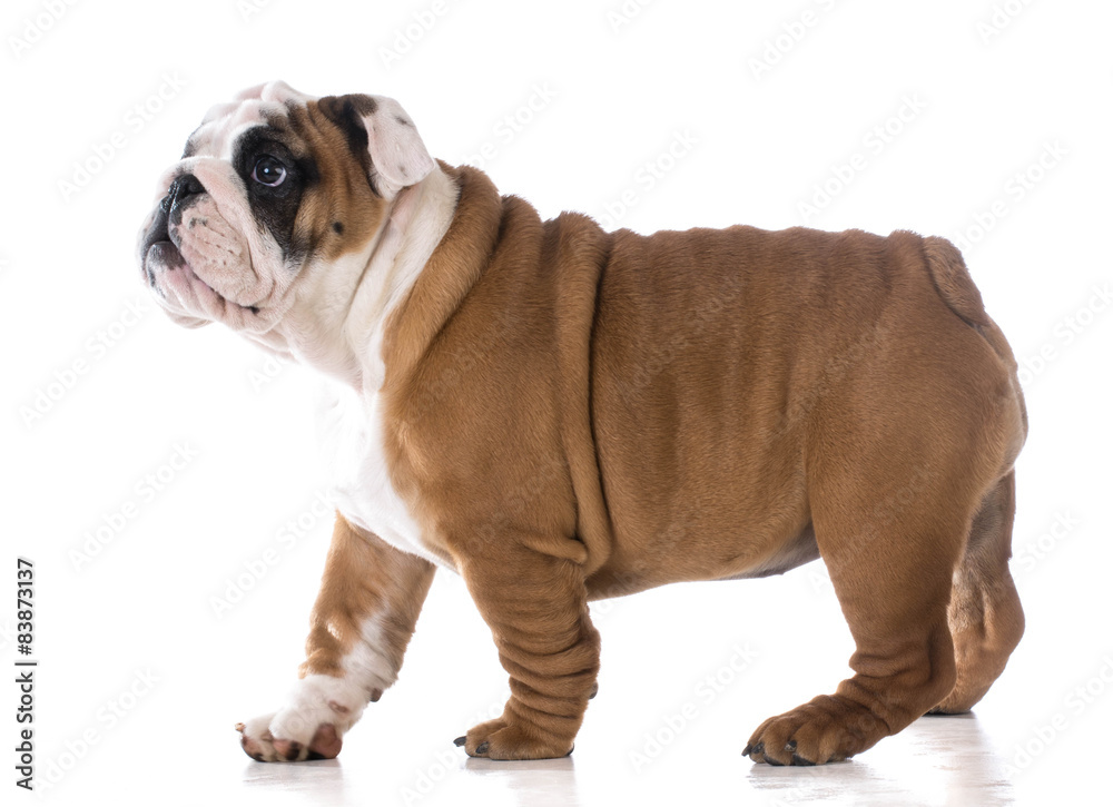 Obraz premium cute puppy