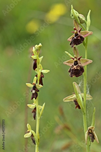 Ophrys holoserica X Ophrys insectifera 