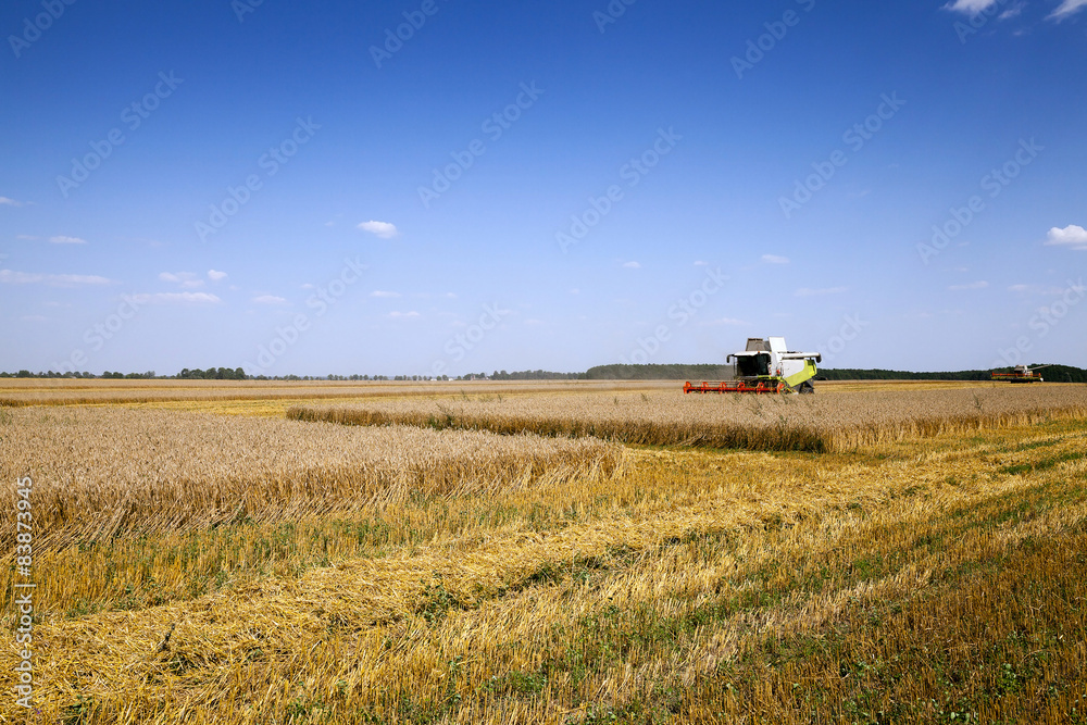 Fototapeta premium harvesting 