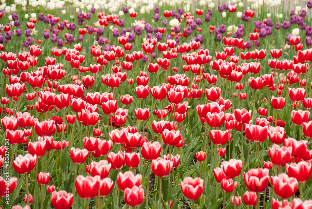 Tulips Tulips