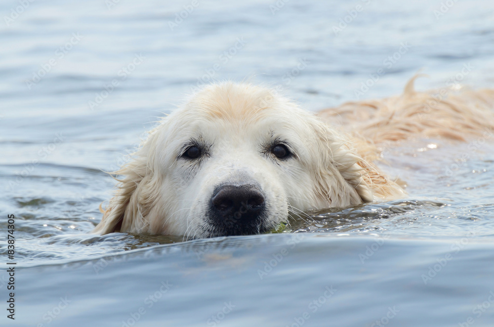 Portrait of swimming golden retriever - hunting dog Portrait of swimming golden retriever - hunting dog