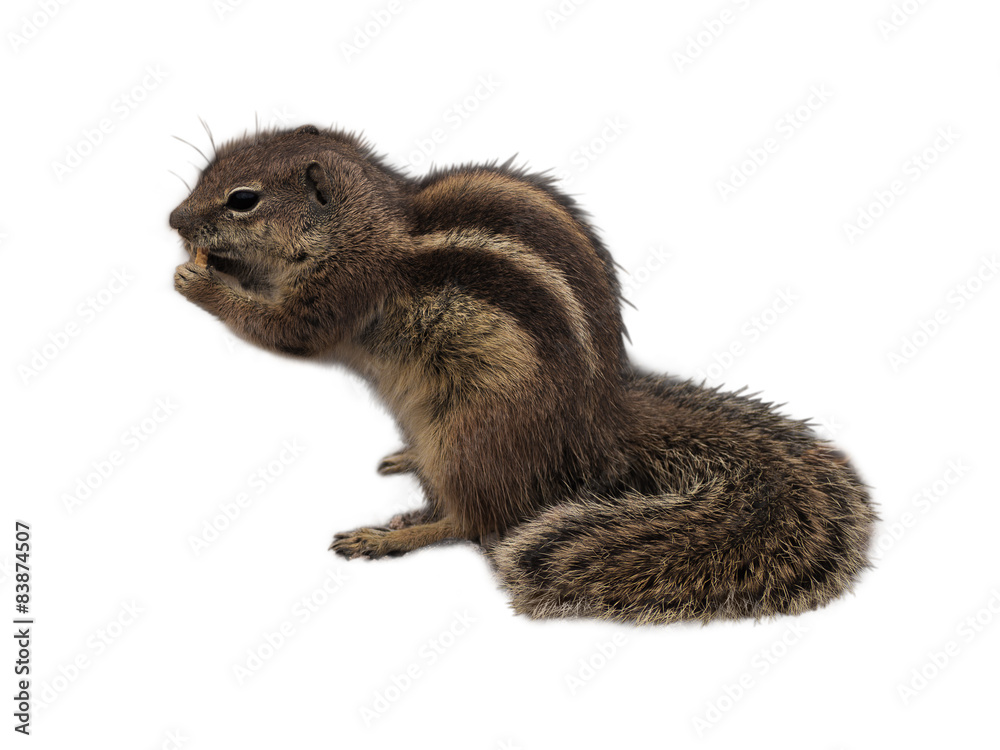 Obraz premium Cute eating squirrel in front of white background