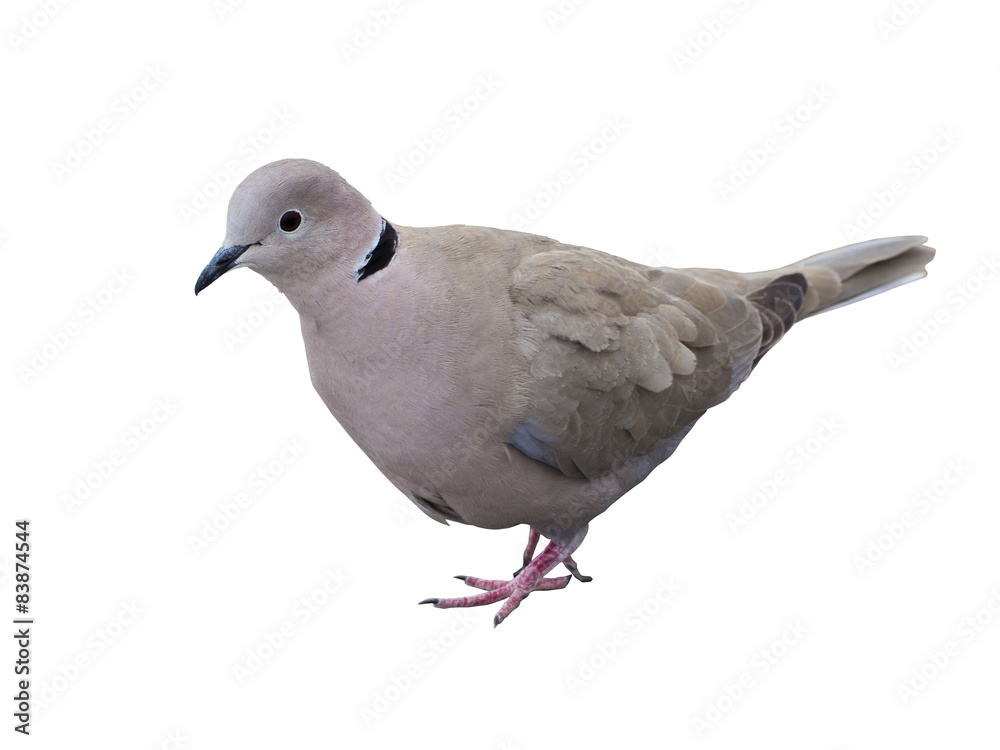 pigeon isolated with path on white background pigeon isolated with path on white background