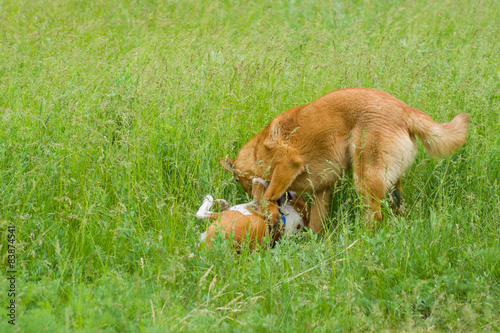 Two dogs fighting in spring grass