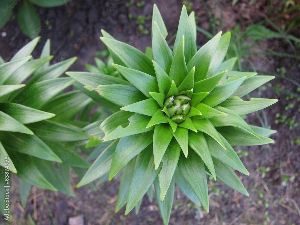 Lílium flower before flowering
