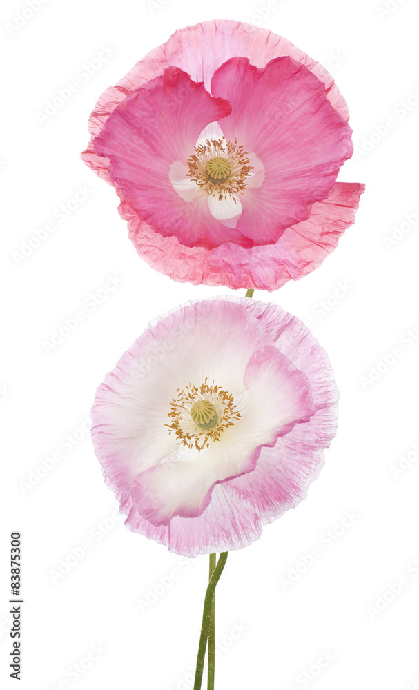 Fototapeta premium poppy