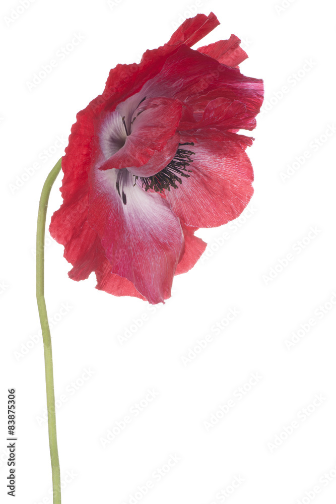 Fototapeta premium poppy