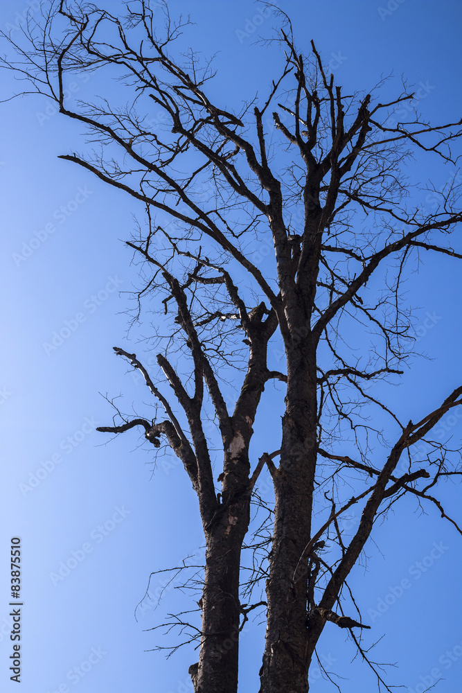dead, dried out tree dead, dried out tree