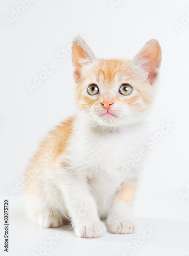 Fototapeta Naklejka Na Ścianę i Meble -  Little red kitten