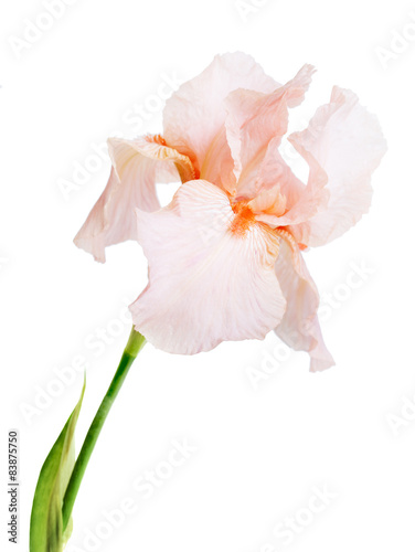 Fototapeta Naklejka Na Ścianę i Meble -  iris flower macro