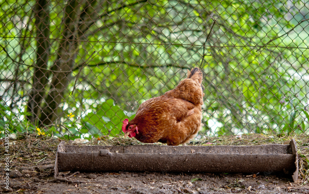Fototapeta premium chicken