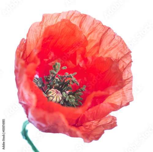 Fototapeta Naklejka Na Ścianę i Meble -  Poppy flower close-up