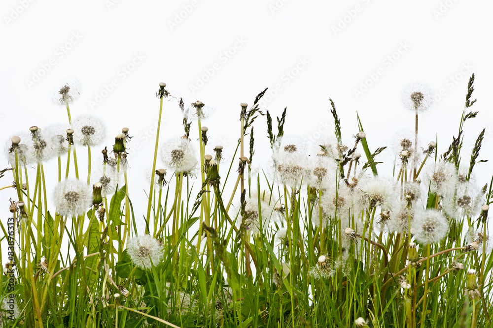 Fototapeta premium Przekwitłe kwiaty mniszka lekarskiego na białym tle