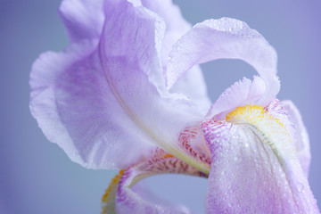 Papier peint photo Iris Macro artistique d'un iris épanoui  © Evgenia Tiplyashina