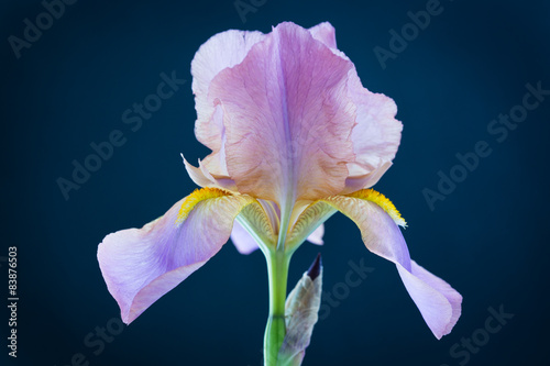 iris flower macro