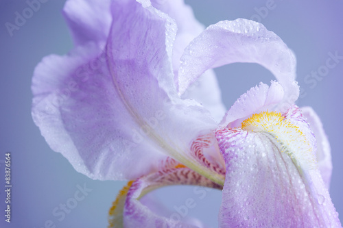 Fototapeta Naklejka Na Ścianę i Meble -  iris flower macro