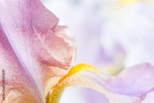 Fototapeta Naklejka Na Ścianę i Meble -  iris flower macro