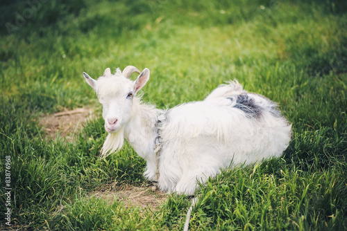 domestic goat lying on grass