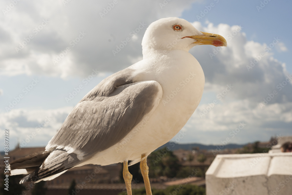 Obraz premium seagull