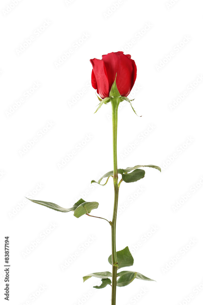 Red rose on white background