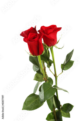 Three fresh red roses on white background