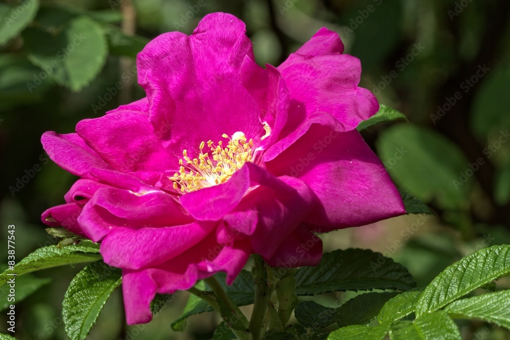 Fototapeta premium Rugosa rose