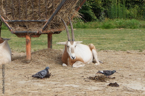 oryx photo