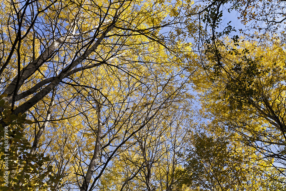 the autumn wood  