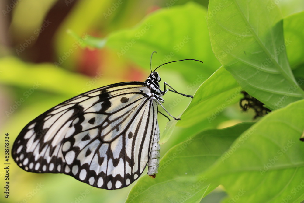 Obraz premium Large Tree Nymphs butterfly and green leaf
