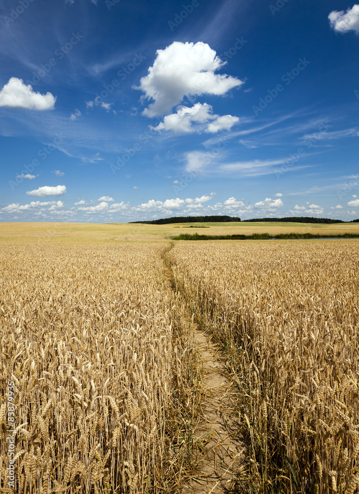 footpath in the field  